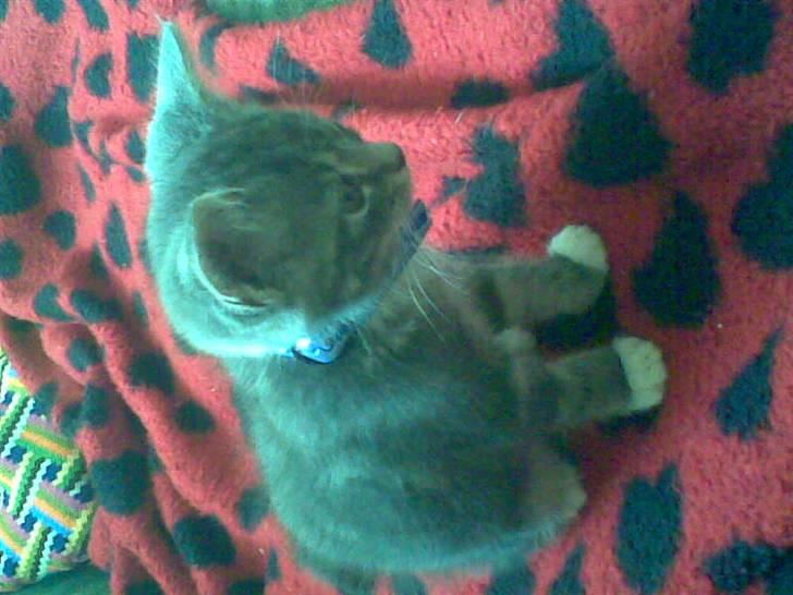 Huskat Emil billede 9