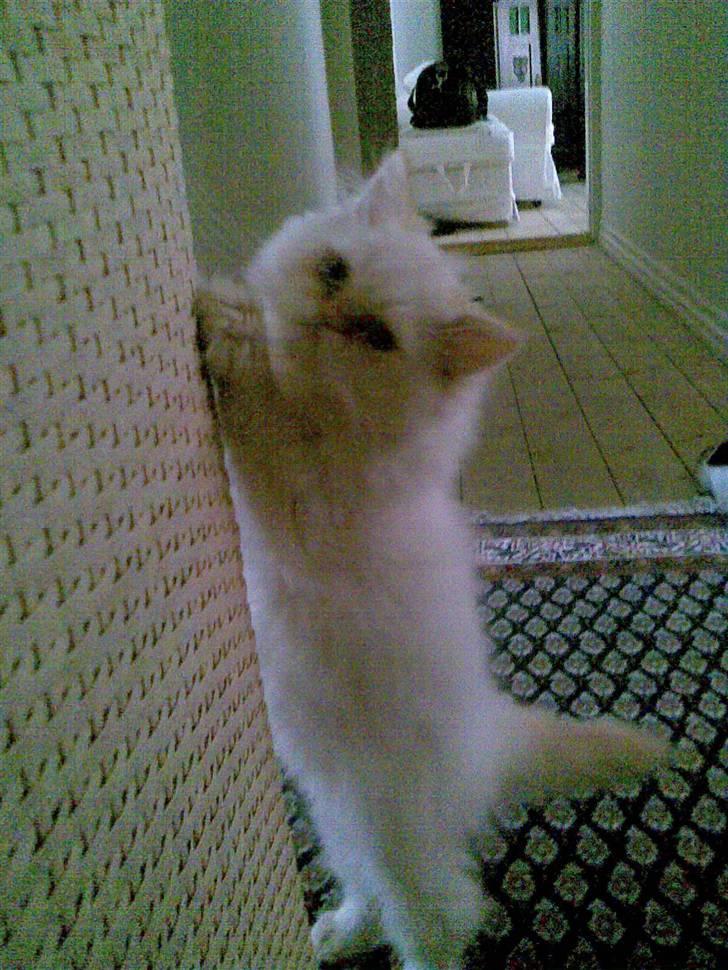 Colorpoint Gismo billede 7