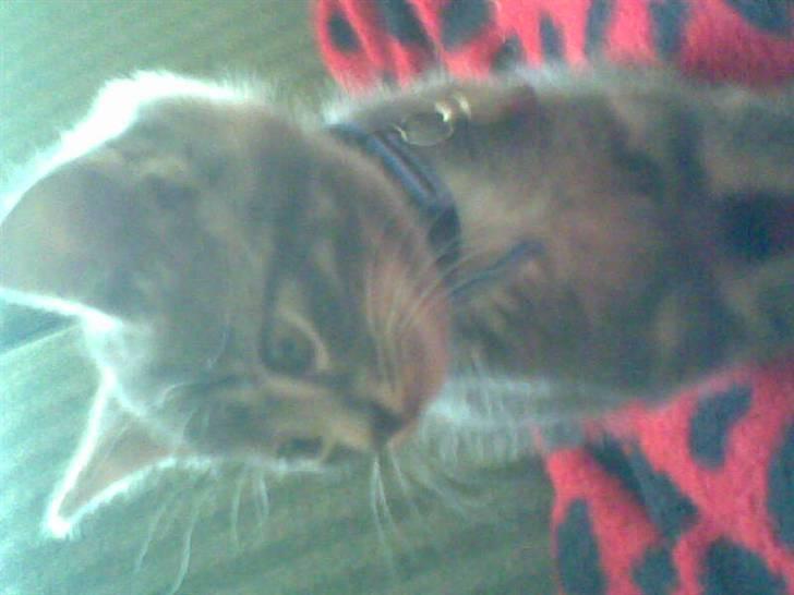 Huskat Emil billede 10