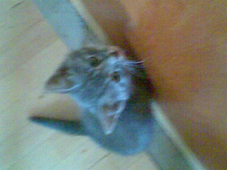 Huskat Emil billede 11