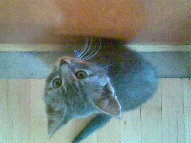 Huskat Emil billede 12