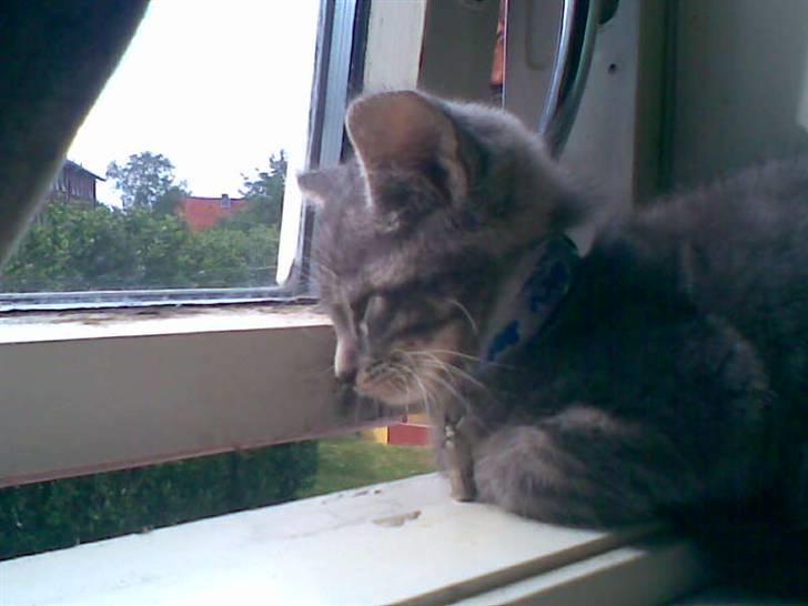 Huskat Emil billede 13