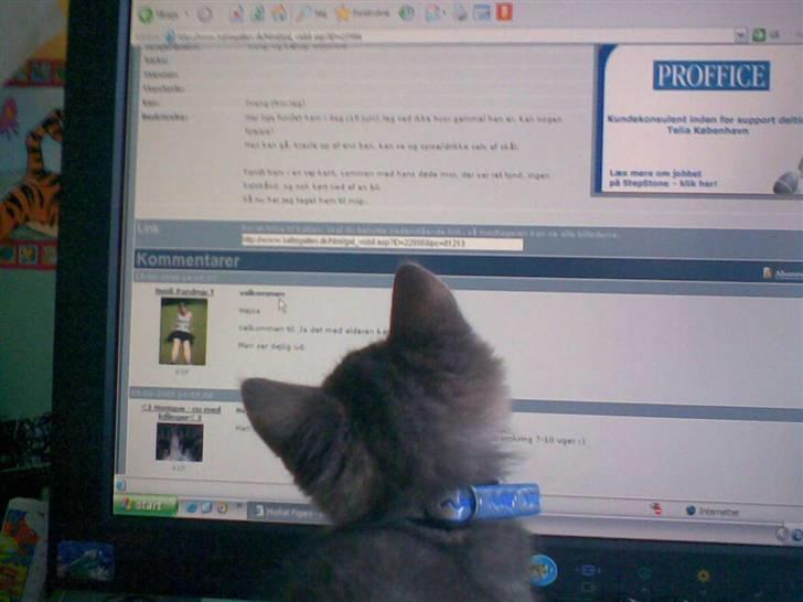 Huskat Emil billede 14