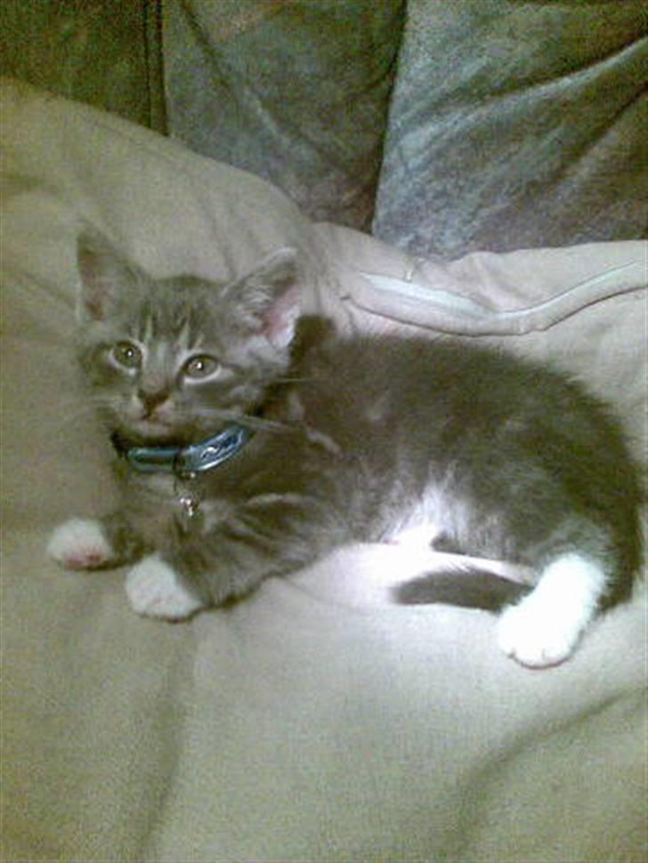 Huskat Emil billede 15