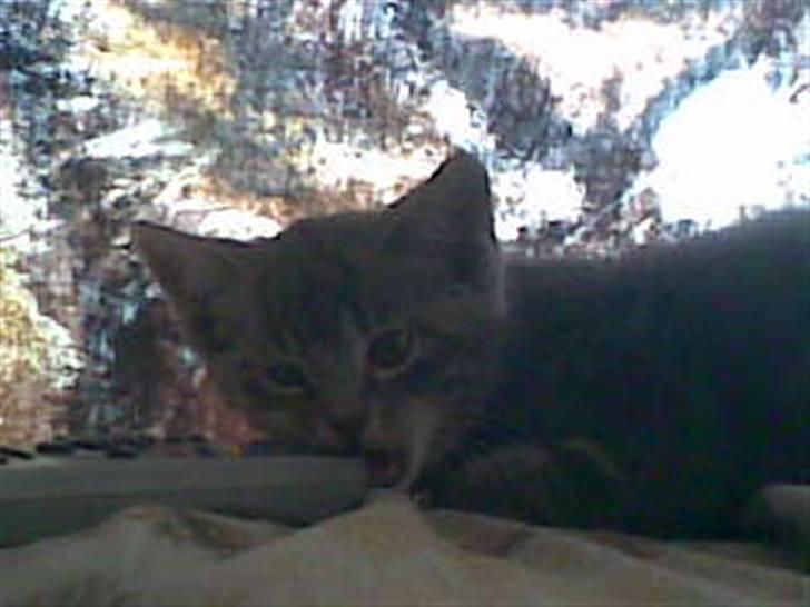 Huskat Emil billede 16