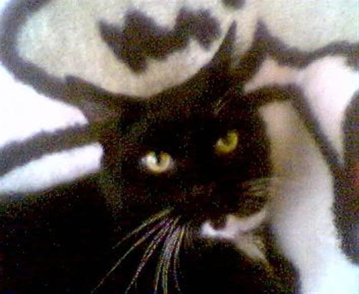 Huskat Fister billede 1