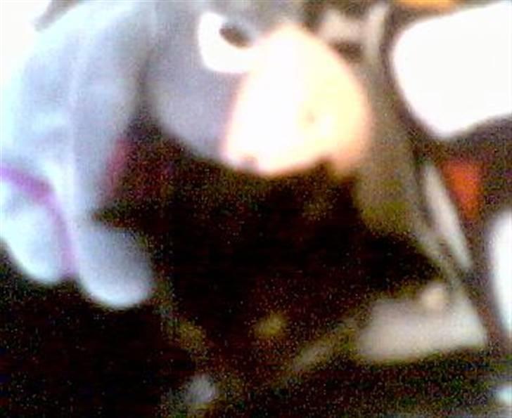 Huskat Fister billede 2