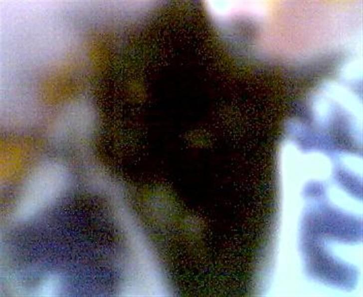 Huskat Fister billede 3