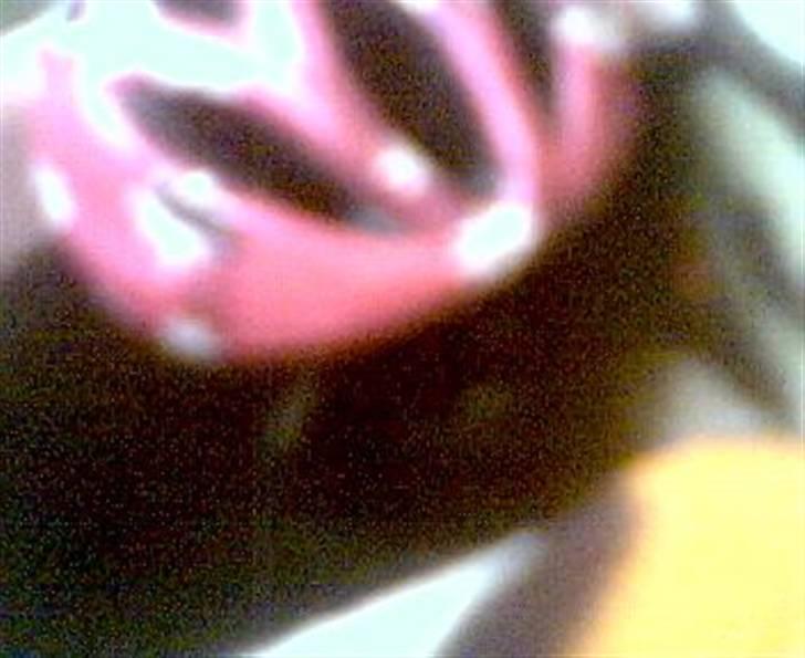 Huskat Fister billede 5