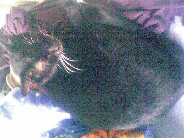 Huskat Fister billede 6