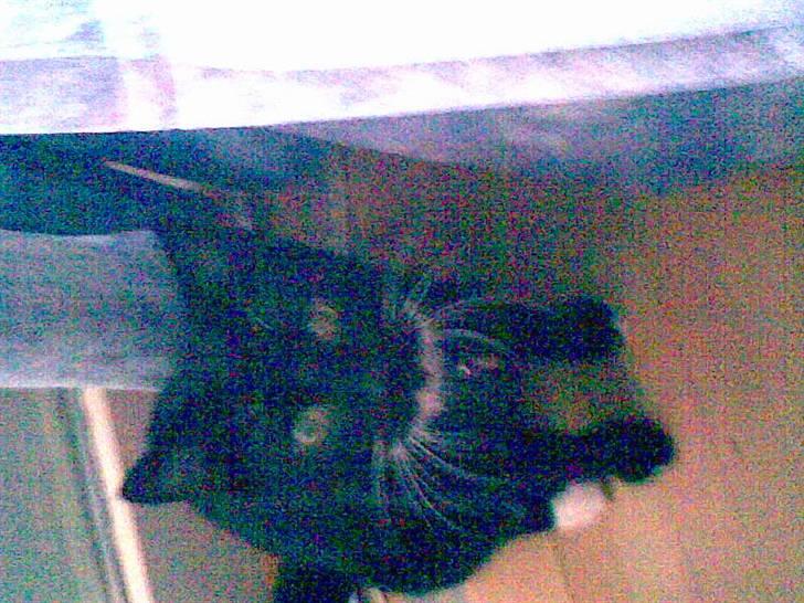 Huskat Fister billede 7