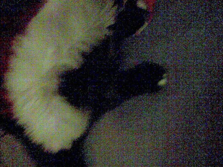 Huskat Fister billede 8