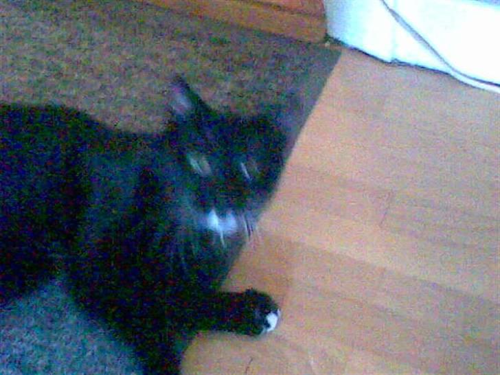 Huskat Fister billede 9