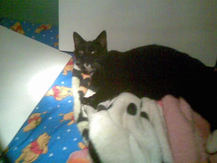 Huskat Fister billede 10