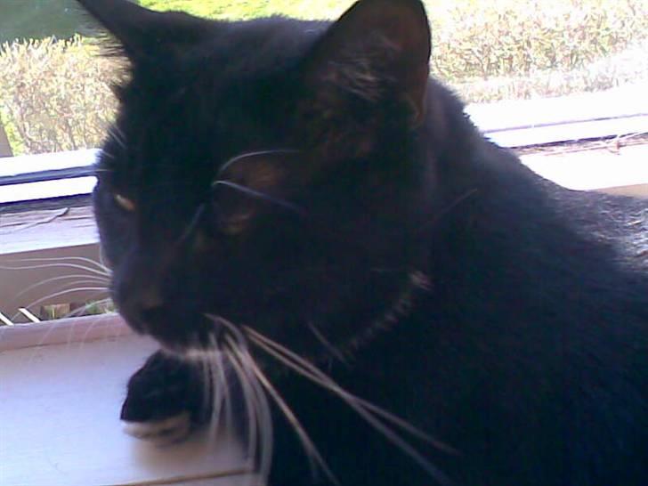 Huskat Fister billede 11