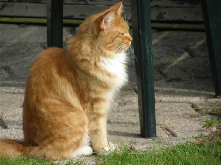Maine Coon Balou billede 1