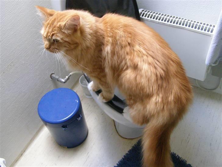 Maine Coon Balou billede 2