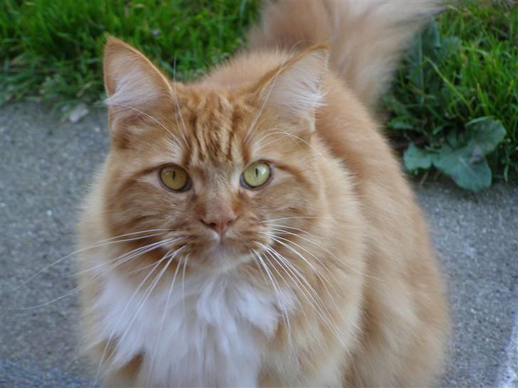 Maine Coon Balou billede 3