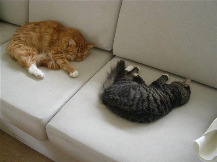 Maine Coon Balou billede 4