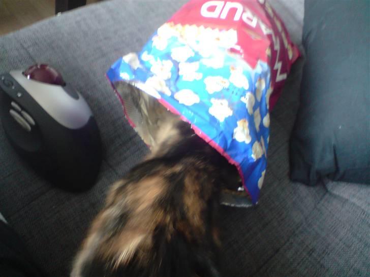 Huskat Sahara - Mmmmmm..... Popcorn. billede 7