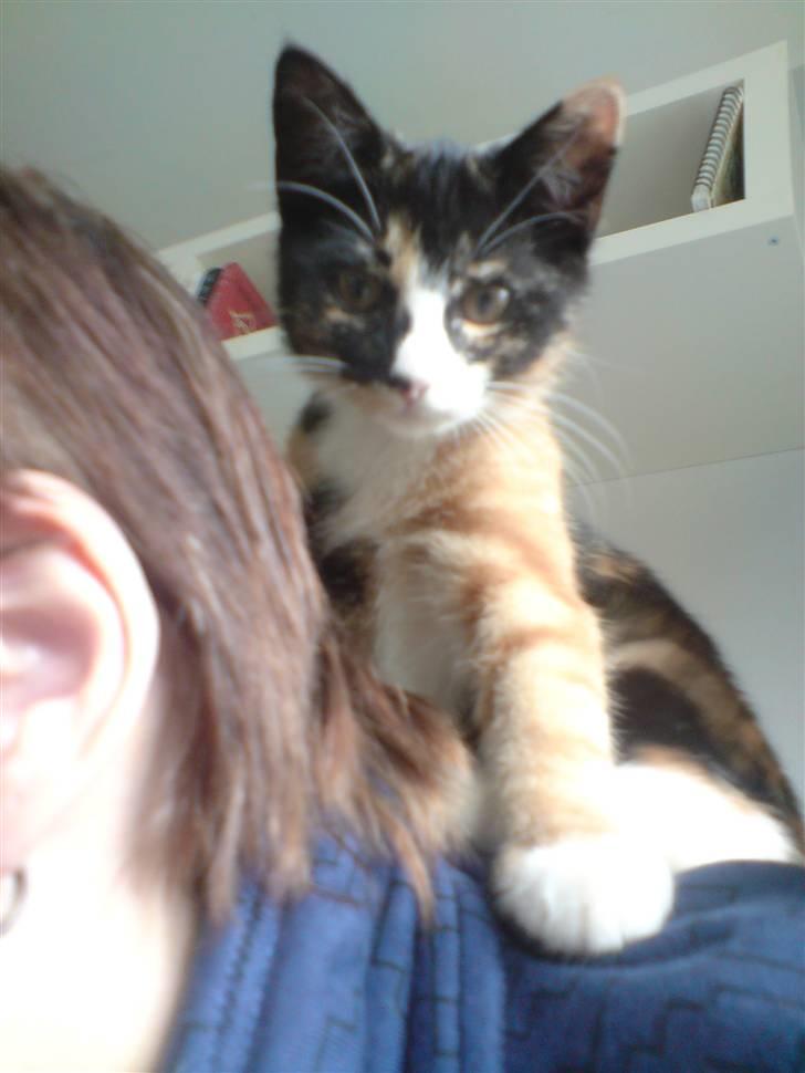 Huskat Sahara - Her sidder jeg godt...Oven på mor billede 10