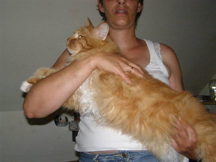 Maine Coon Balou - Der hænger en lille hamster der oppe på vægen  billede 5