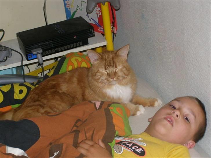 Maine Coon Balou billede 6