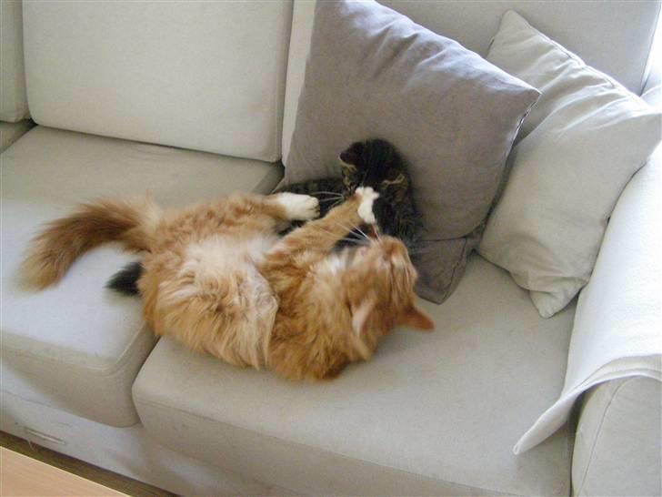 Maine Coon Balou billede 7