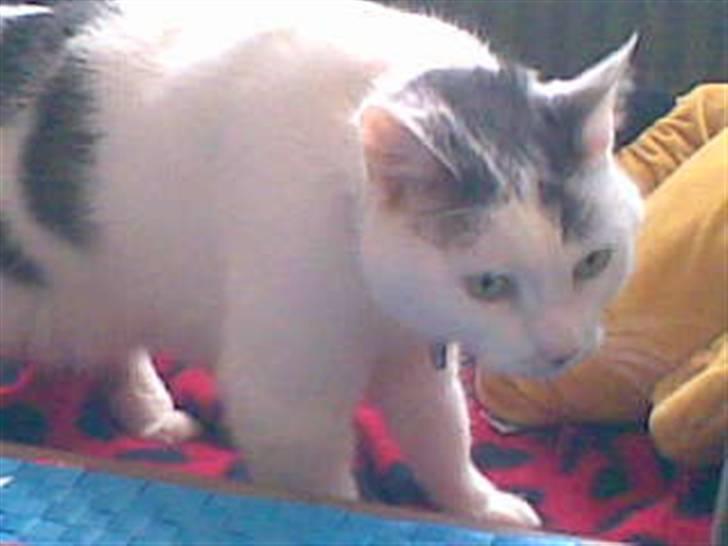 Huskat Nickey billede 1