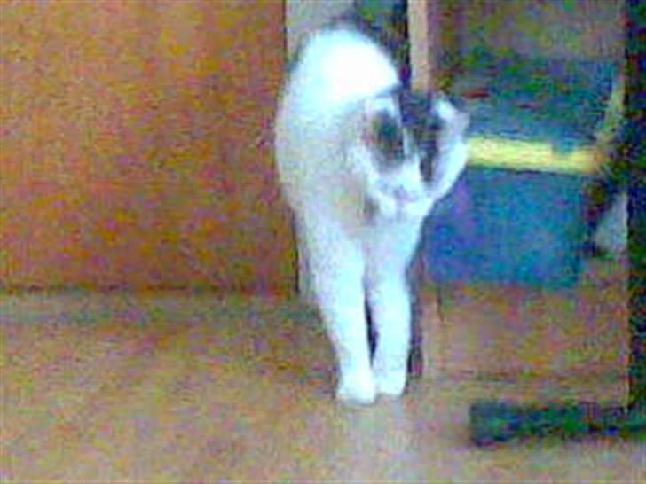 Huskat Nickey billede 3