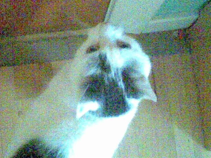 Huskat Nickey billede 4