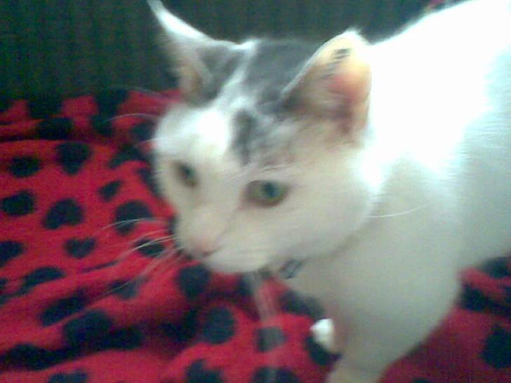 Huskat Nickey billede 5