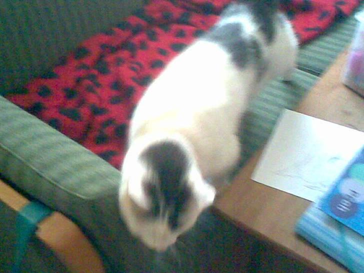 Huskat Nickey billede 6