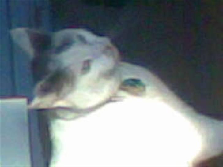 Huskat Nickey billede 7