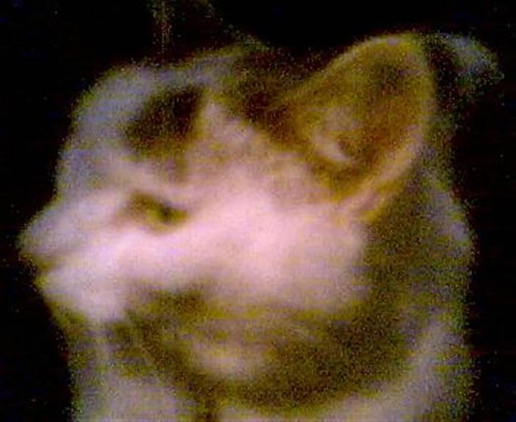 Huskat Nickey billede 8