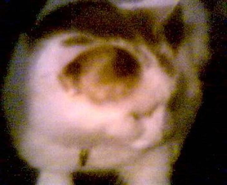 Huskat Nickey billede 9