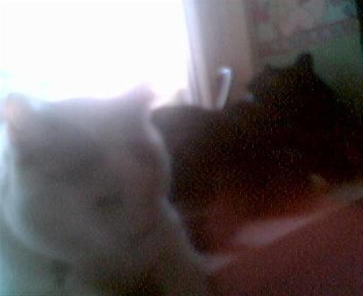 Huskat Nickey billede 10