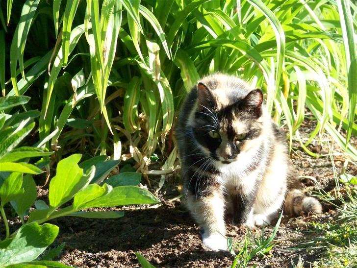 Blanding af racer Mille R.I.P - tigermis billede 18