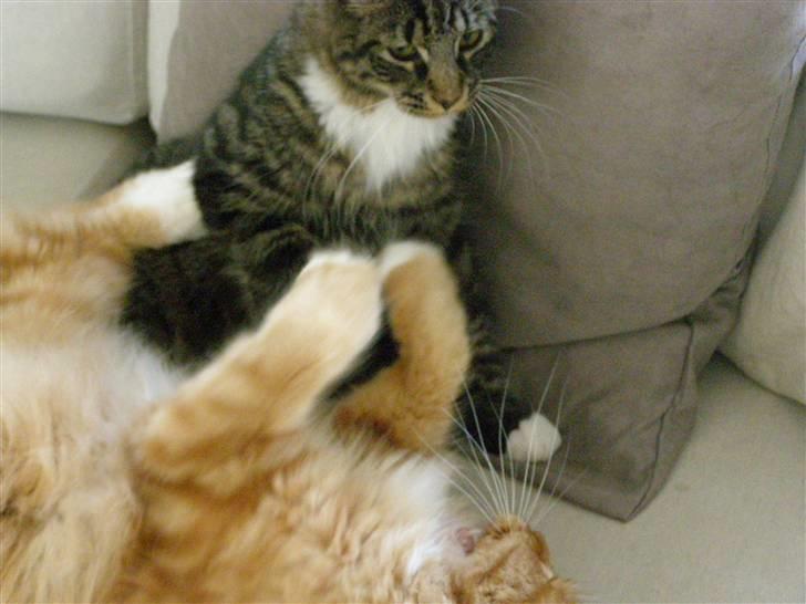 Maine Coon Balou billede 8