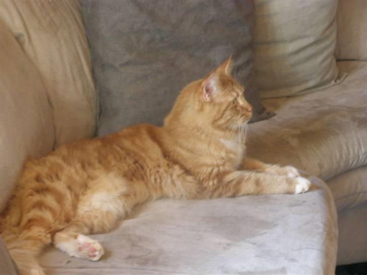 Maine Coon Balou billede 9