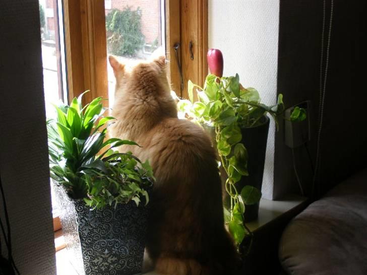 Maine Coon Balou billede 10