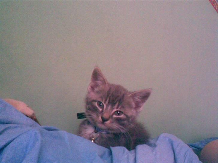 Huskat Emil billede 18