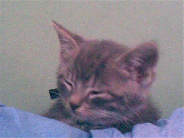 Huskat Emil billede 19