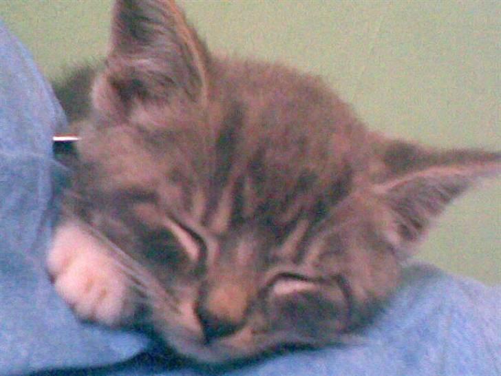 Huskat Emil billede 20