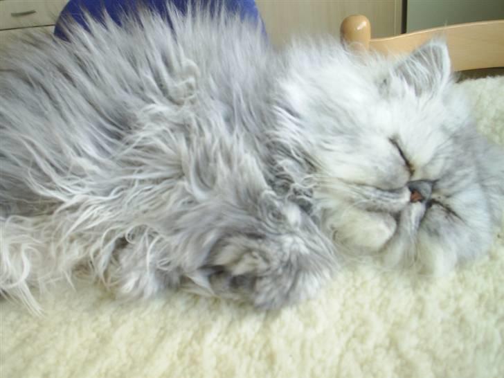 Perser Well-Done´s Sofus  - Sofus i en "nøddeskal" slappe af slappe af slappe af her var da liiiiiiige et varmt lammeskind billede 17