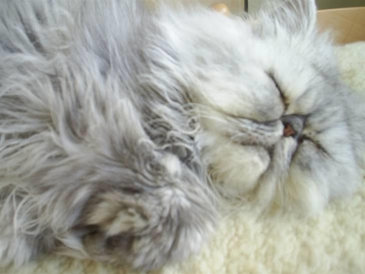 Perser Well-Done´s Sofus  - zzzzzzzZzzzzzzzzzZ billede 18