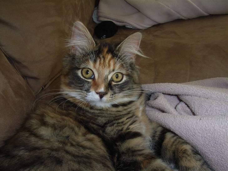 Norsk Skovkat Tica - Nu større Tica. 5 md gammel billede 12