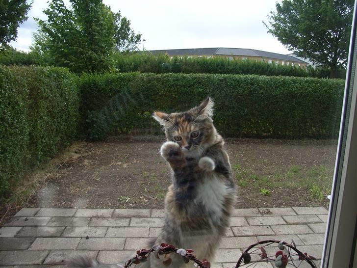 Norsk Skovkat Tica - Heeyy moar, luk mig innnd billede 13