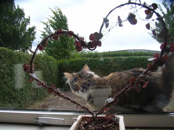 Norsk Skovkat Tica - Skønne tøs billede 14