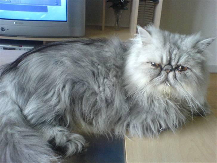 Perser Well-Done´s Sofus  billede 19